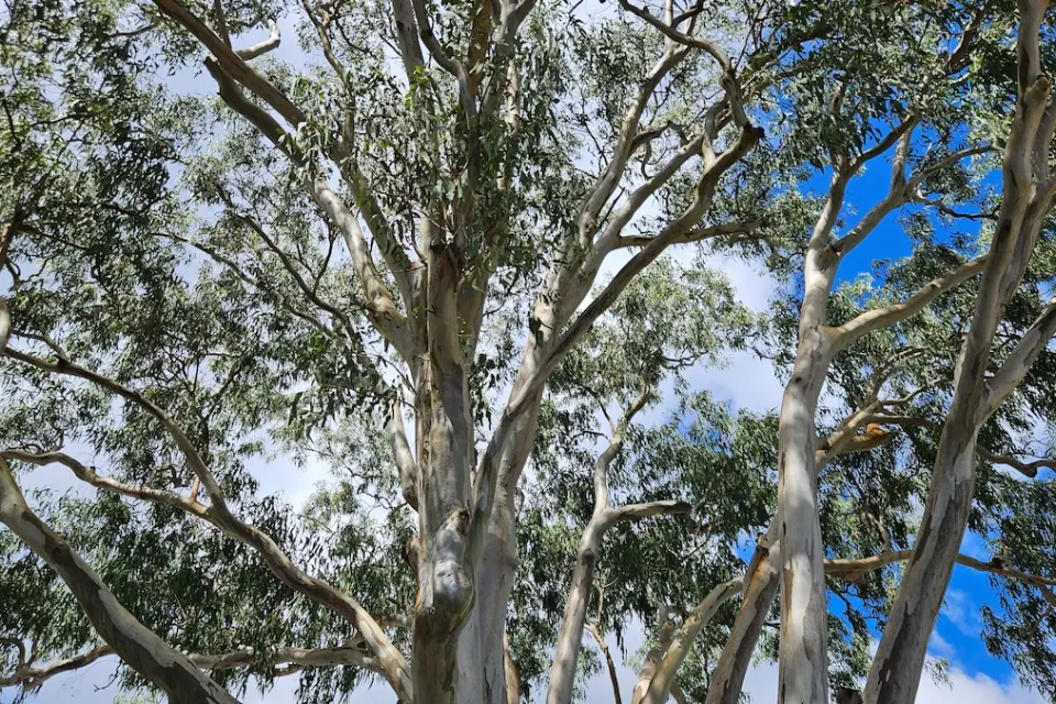 Close-up of narge eucalyptus tree.